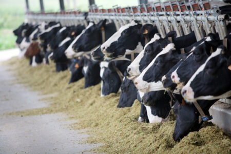 The Threat of Antibiotic-Resistant Diseases Is Growing Image